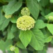 ヒメ日記 2025/05/28 07:40 投稿 鈴木まゆき(すずきまゆき) 五十路マダムエクスプレス厚木店(カサブランカグループ)