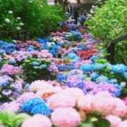 ヒメ日記 2025/05/29 17:08 投稿 鈴木まゆき(すずきまゆき) 五十路マダムエクスプレス厚木店(カサブランカグループ)