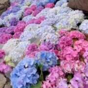 ヒメ日記 2025/06/14 21:24 投稿 鈴木まゆき(すずきまゆき) 五十路マダムエクスプレス厚木店(カサブランカグループ)