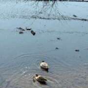 ヒメ日記 2026/03/21 15:58 投稿 鈴木まゆき(すずきまゆき) 五十路マダムエクスプレス厚木店(カサブランカグループ)