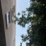 ヒメ日記 2026/03/30 01:02 投稿 鈴木まゆき(すずきまゆき) 五十路マダムエクスプレス厚木店(カサブランカグループ)