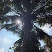 ヒメ日記 2026/03/30 13:16 投稿 鈴木まゆき(すずきまゆき) 五十路マダムエクスプレス厚木店(カサブランカグループ)