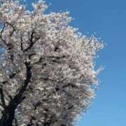 ヒメ日記 2026/04/03 14:56 投稿 鈴木まゆき(すずきまゆき) 五十路マダムエクスプレス厚木店(カサブランカグループ)