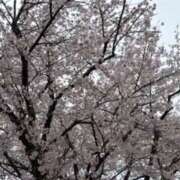 ヒメ日記 2026/04/06 07:16 投稿 鈴木まゆき(すずきまゆき) 五十路マダムエクスプレス厚木店(カサブランカグループ)