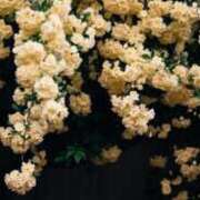 ヒメ日記 2025/01/06 13:21 投稿 悠奈(ゆな) グランドオペラ横浜