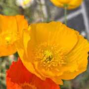 ヒメ日記 2025/06/08 20:41 投稿 悠奈(ゆな) グランドオペラ横浜