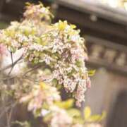 ヒメ日記 2025/03/15 17:51 投稿 みく ごほうびSPA名古屋店