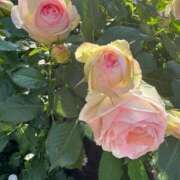 ヒメ日記 2025/05/15 08:38 投稿 のあ ごほうびSPA名古屋店