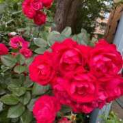 ヒメ日記 2025/06/06 09:28 投稿 のあ ごほうびSPA名古屋店