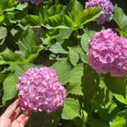 ヒメ日記 2025/06/23 08:58 投稿 のあ ごほうびSPA名古屋店