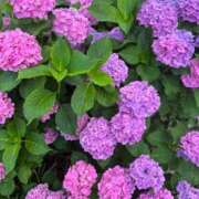 ヒメ日記 2025/06/30 13:48 投稿 のあ ごほうびSPA名古屋店