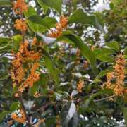 ヒメ日記 2025/11/01 08:18 投稿 のあ ごほうびSPA名古屋店