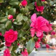 ヒメ日記 2025/12/14 08:18 投稿 のあ ごほうびSPA名古屋店