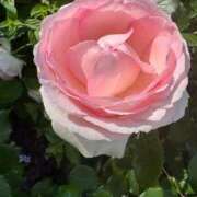 ヒメ日記 2026/02/25 07:38 投稿 のあ ごほうびSPA名古屋店