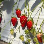 ヒメ日記 2026/01/29 18:08 投稿 みゆ ごほうびSPA名古屋店