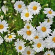 ヒメ日記 2025/03/21 16:19 投稿 ともみ 不倫体験 名古屋店