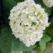 ヒメ日記 2025/06/10 17:02 投稿 ともみ 不倫体験 名古屋店