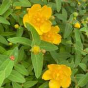 ヒメ日記 2025/11/17 17:22 投稿 ともみ 不倫体験 名古屋店