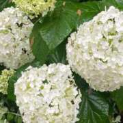 ヒメ日記 2026/01/17 17:04 投稿 ともみ 不倫体験 名古屋店