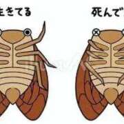 ヒメ日記 2026/07/31 13:14 投稿 いろは 妻天 日本橋店