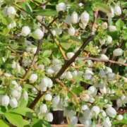 ヒメ日記 2025/04/01 14:25 投稿 ねね BLACK LABEL R's