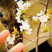 ヒメ日記 2025/04/08 15:00 投稿 ねね BLACK LABEL R's