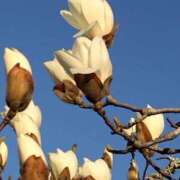 ヒメ日記 2025/04/09 10:55 投稿 ねね BLACK LABEL R's