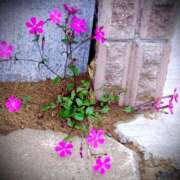 ヒメ日記 2025/04/12 06:00 投稿 ねね BLACK LABEL R's