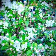 ヒメ日記 2025/04/14 09:01 投稿 ねね BLACK LABEL R's