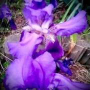 ヒメ日記 2025/04/21 09:00 投稿 ねね BLACK LABEL R's