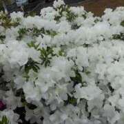 ヒメ日記 2025/04/30 09:01 投稿 ねね BLACK LABEL R's