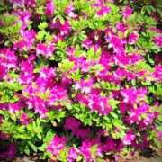 ヒメ日記 2025/05/01 13:01 投稿 ねね BLACK LABEL R's