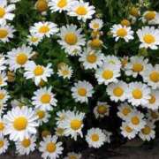 ヒメ日記 2025/05/05 12:08 投稿 ねね BLACK LABEL R's