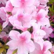 ヒメ日記 2025/05/10 12:00 投稿 ねね BLACK LABEL R's