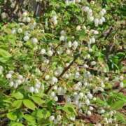 ヒメ日記 2025/05/12 15:00 投稿 ねね BLACK LABEL R's