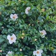 ヒメ日記 2025/05/13 15:00 投稿 ねね BLACK LABEL R's