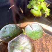 ヒメ日記 2025/06/02 09:00 投稿 ねね BLACK LABEL R's