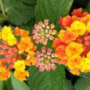 ヒメ日記 2025/06/09 15:00 投稿 ねね BLACK LABEL R's