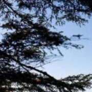 ヒメ日記 2025/06/17 15:00 投稿 ねね BLACK LABEL R's