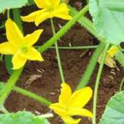 ヒメ日記 2025/06/30 09:00 投稿 ねね BLACK LABEL R's