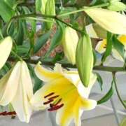 ヒメ日記 2025/07/03 09:00 投稿 ねね BLACK LABEL R's