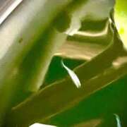 ヒメ日記 2025/07/07 09:00 投稿 ねね BLACK LABEL R's