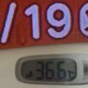 ヒメ日記 2025/08/19 08:19 投稿 加保(ひまわりの約束) おふくろさん 名古屋本店