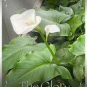 ヒメ日記 2025/05/11 16:16 投稿 矢納あずさ 五十路マダム愛されたい熟女たち岡山店（カサブランカグループ）