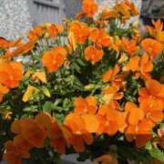 ヒメ日記 2025/06/02 11:24 投稿 矢納あずさ 五十路マダム愛されたい熟女たち岡山店（カサブランカグループ）