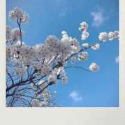 ヒメ日記 2025/04/06 08:54 投稿 やえ ピュアコス学園