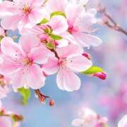 ヒメ日記 2026/03/27 14:46 投稿 じゅり 美魔女倶楽部