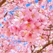 ヒメ日記 2026/04/06 15:18 投稿 じゅり 美魔女倶楽部