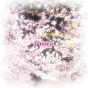 ヒメ日記 2026/04/04 08:46 投稿 有村真衣 五十路マダム姫路店