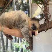 ヒメ日記 2025/08/21 13:02 投稿 五十嵐せな 奴隷志願！変態調教飼育クラブ梅田店